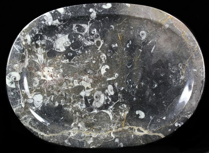 / Fossil Orthoceras & Goniatite Plate - Stoneware #40395